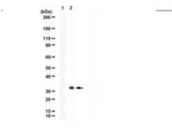 C9ORF72 (long form) Rabbit anti-Human, Polyclonal, MilliporeSigma 100 &mu;g;Unconjugated:Antibodies,
